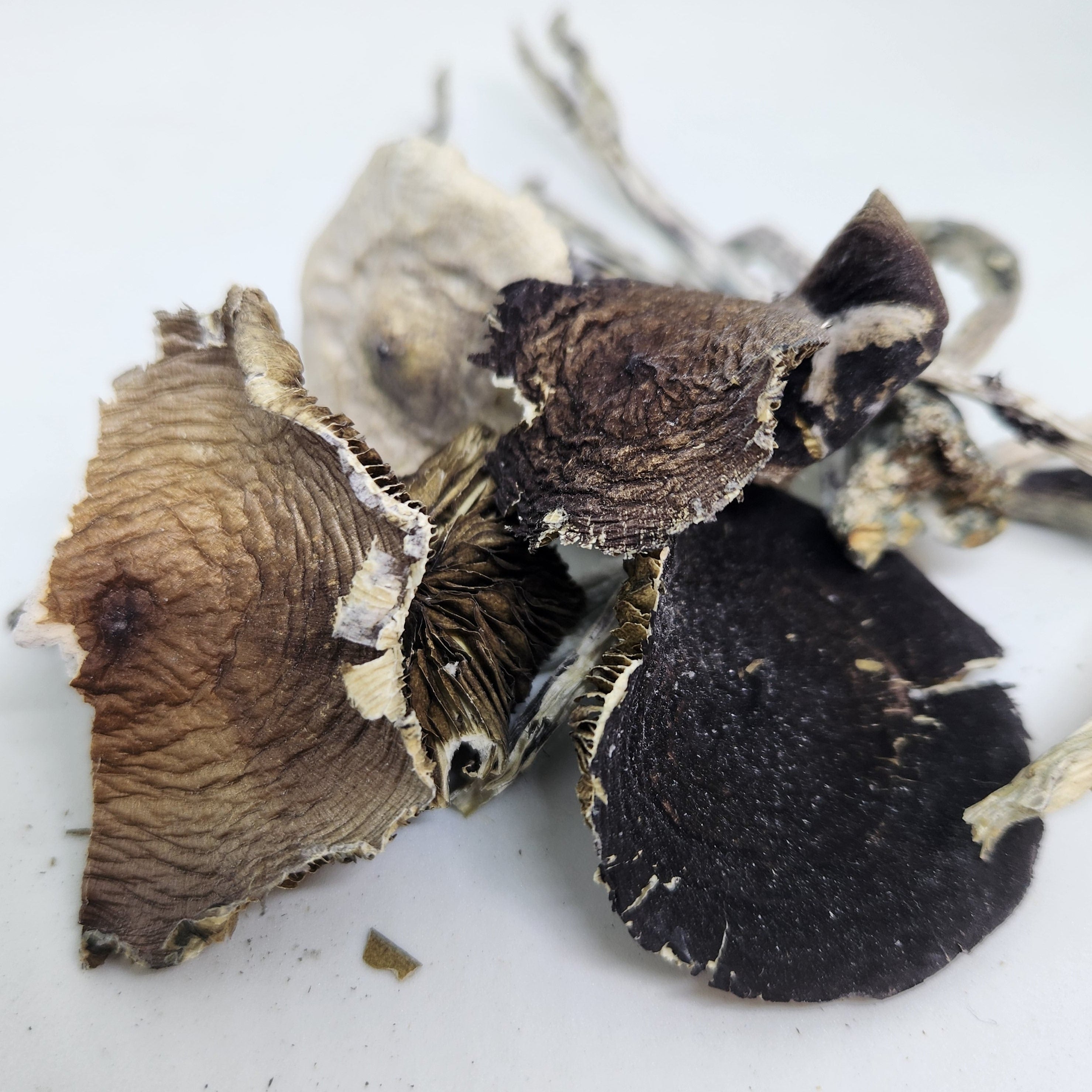 Micro-Dose Mastery + Bonus Gift