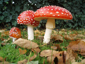 Healing with Psilocybin & Muscimol