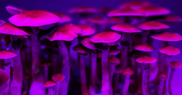 Demystifying the Long-Term Benefits of Magic Mushrooms