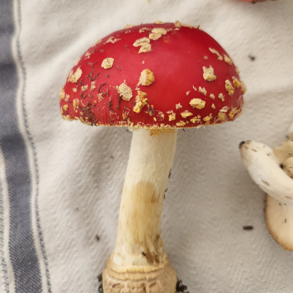 Amanita Muscaria Gummies
