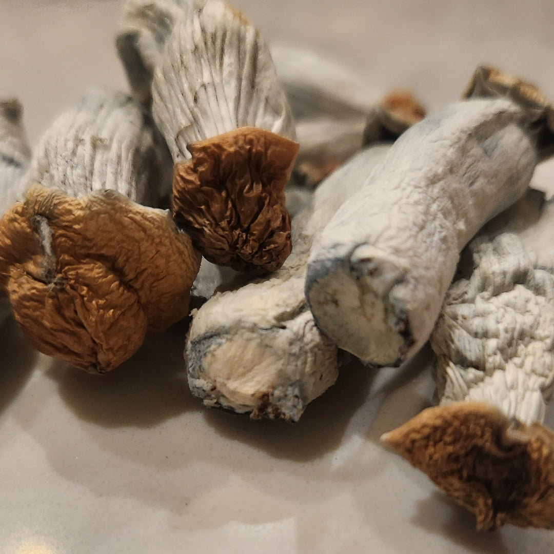 our-mushroom-strains-selection-milagro-mushrooms