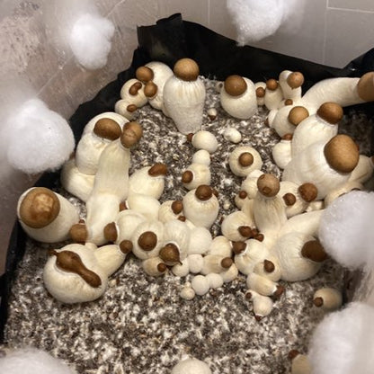 Colonized Grain (Spawn) Bags
