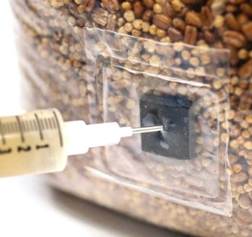 Colonized Grain (Spawn) Bags