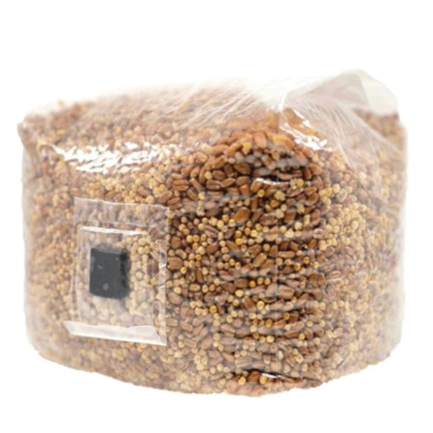 Colonized Grain (Spawn) Bags