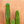 Monthly Cactus Membership