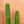 Milagro Cactus Subscription